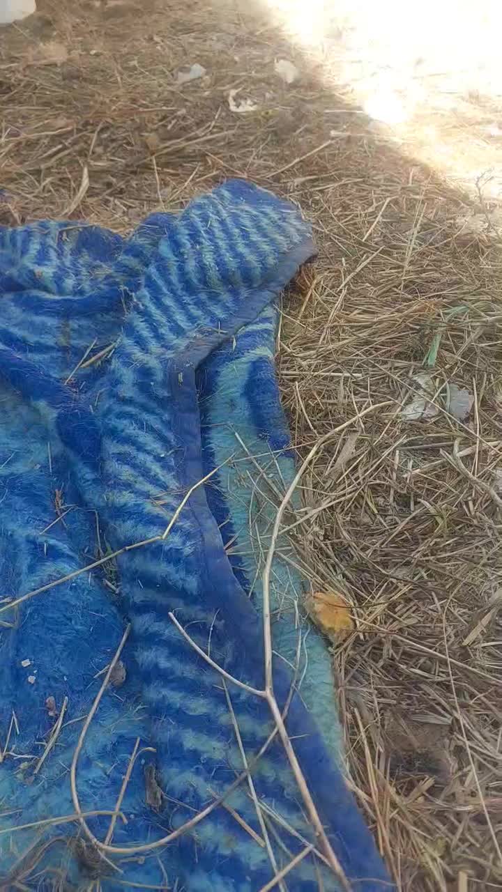 توله سگ عراقی. اصیل|سگ|تهران, افسریه شمالی|دیوار