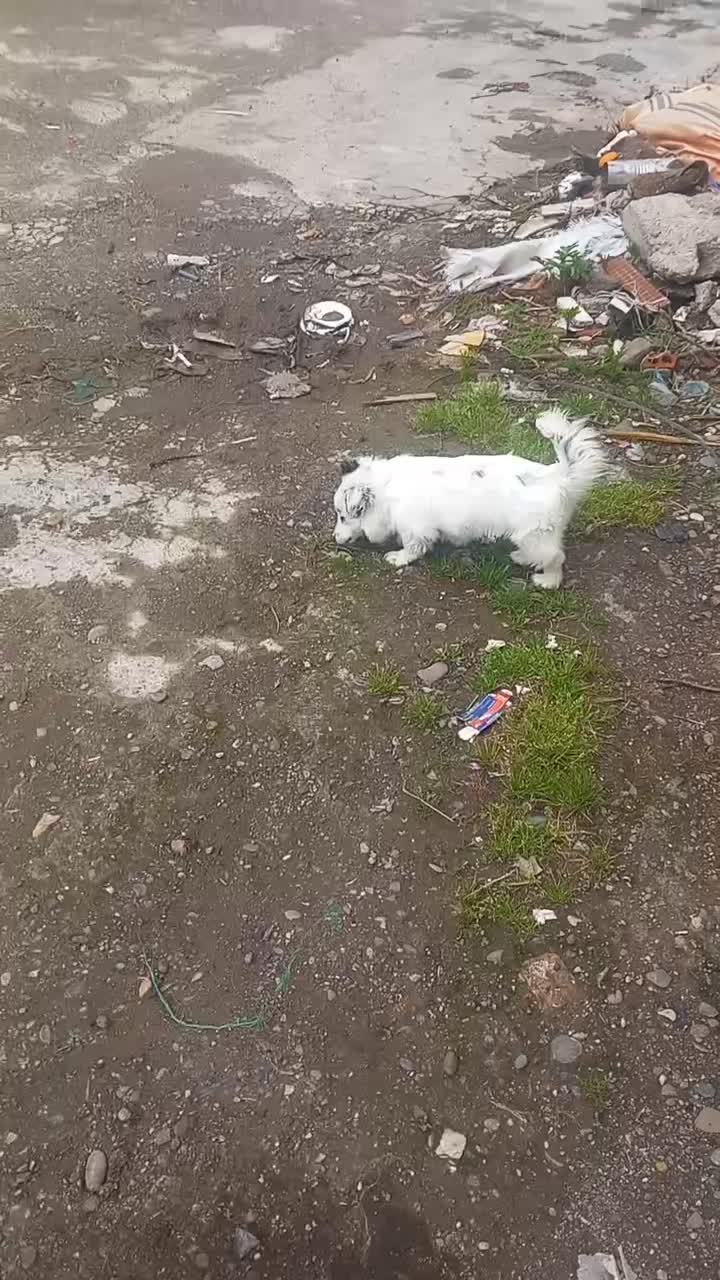 شیزوماده|سگ|لولمان, |دیوار