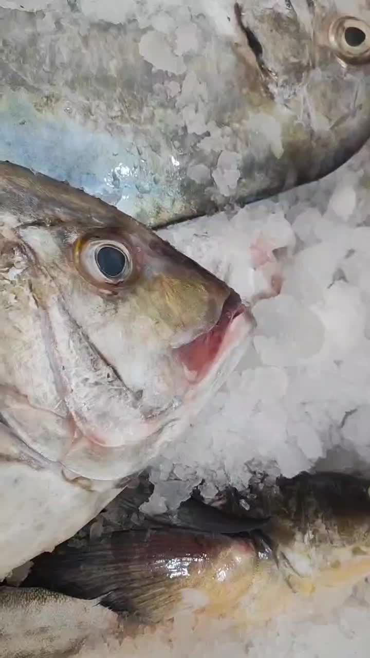 ماهی جش تازه تعداد محدود|خوردنی و آشامیدنی|بوشهر, |دیوار