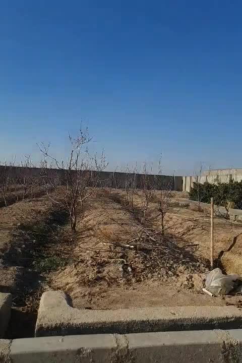 نهال درخت|گل و گیاه طبیعی|رباطکریم, انجم آباد|دیوار