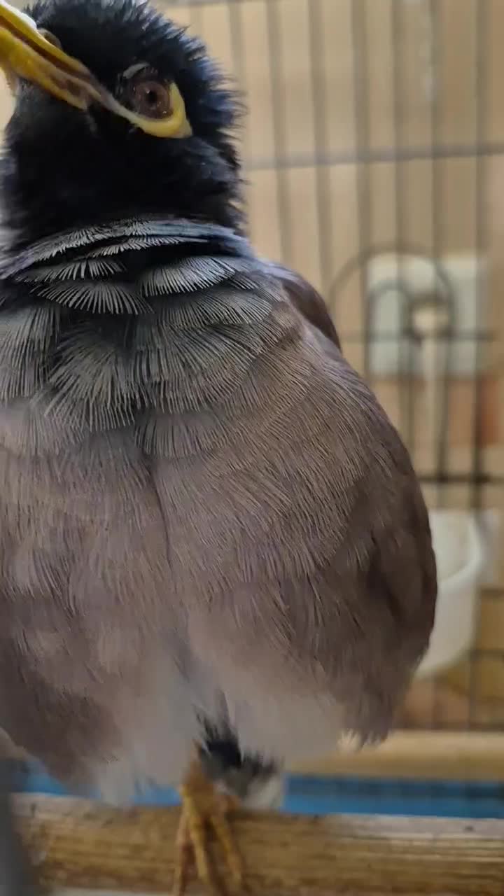 مرغ مینا سخنگو|پرنده|اصفهان, مولوی|دیوار