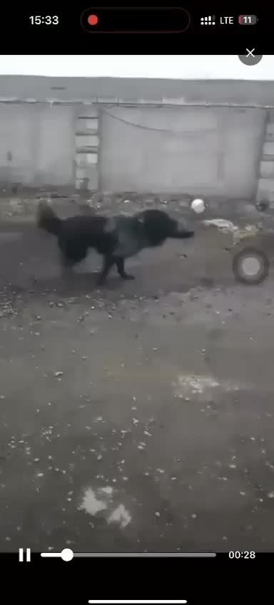 قدرجونی روزگاری|سگ|باقرشهر, |دیوار