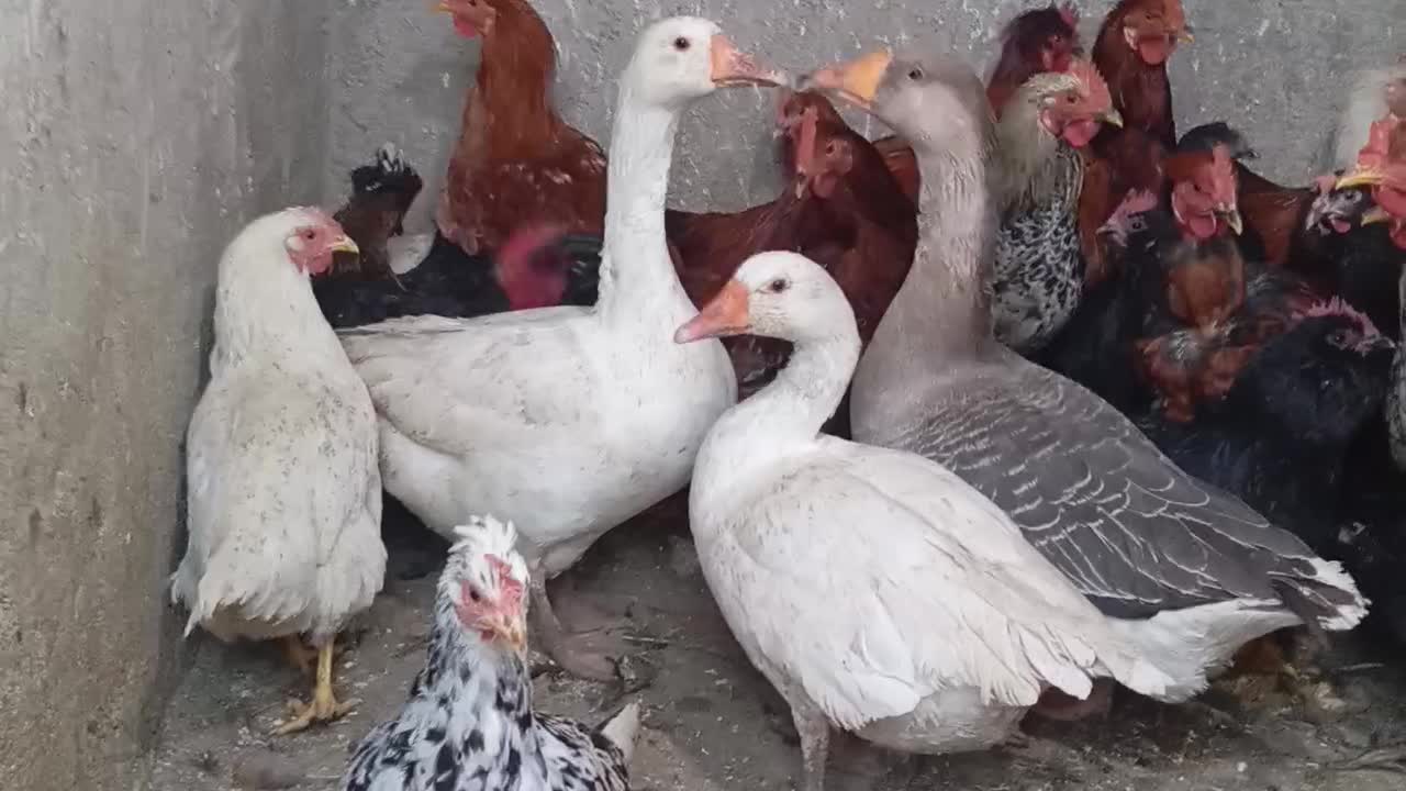 خروس مرغ غاز|حیوانات مزرعه|پیشوا, |دیوار