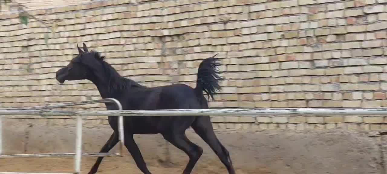 اسب عرب،کره نریان یک و نیم ساله،سیاه|اسب و تجهیزات اسب‌سواری|گلپایگان, |دیوار