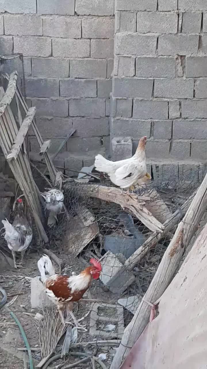 تخم مرغ محلی اصل اصل|خوردنی و آشامیدنی|بوشهر, |دیوار