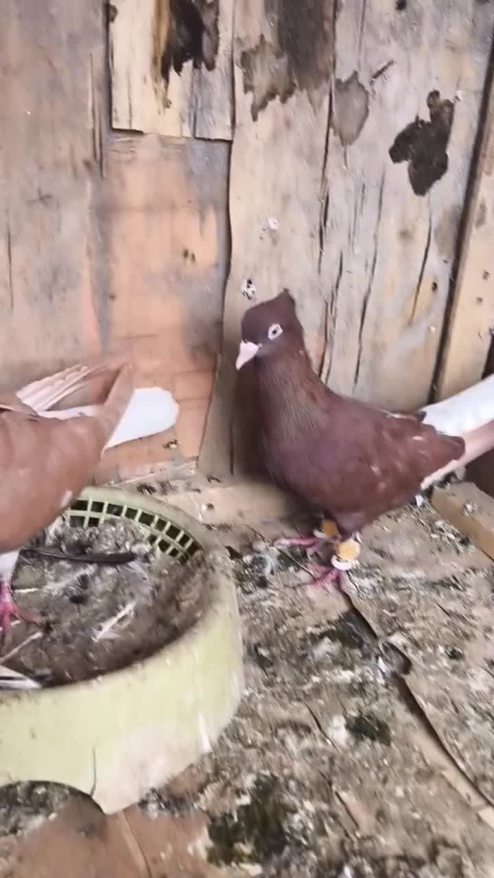 کبوتر|پرنده|کارون, |دیوار