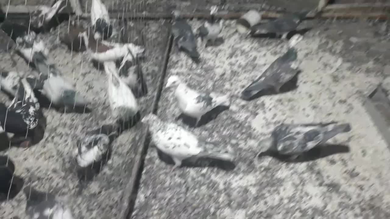 ۷تامسافتی پرشی بزک سبز|پرنده|سیمکان, |دیوار