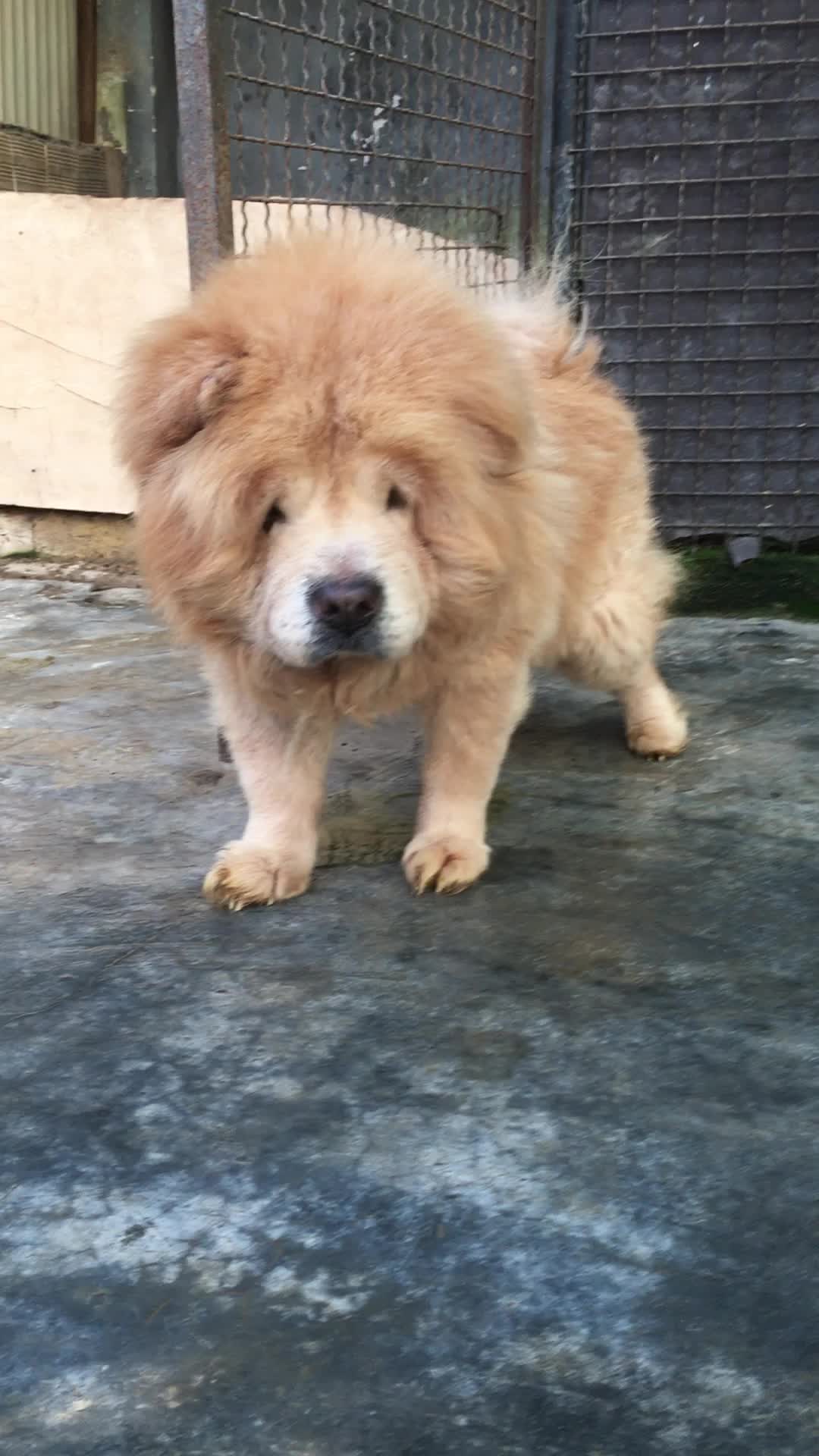 چاوچاو زبان بنفش اصیل ساکت و اجتماعی|سگ|رشت, حمیدیان|دیوار