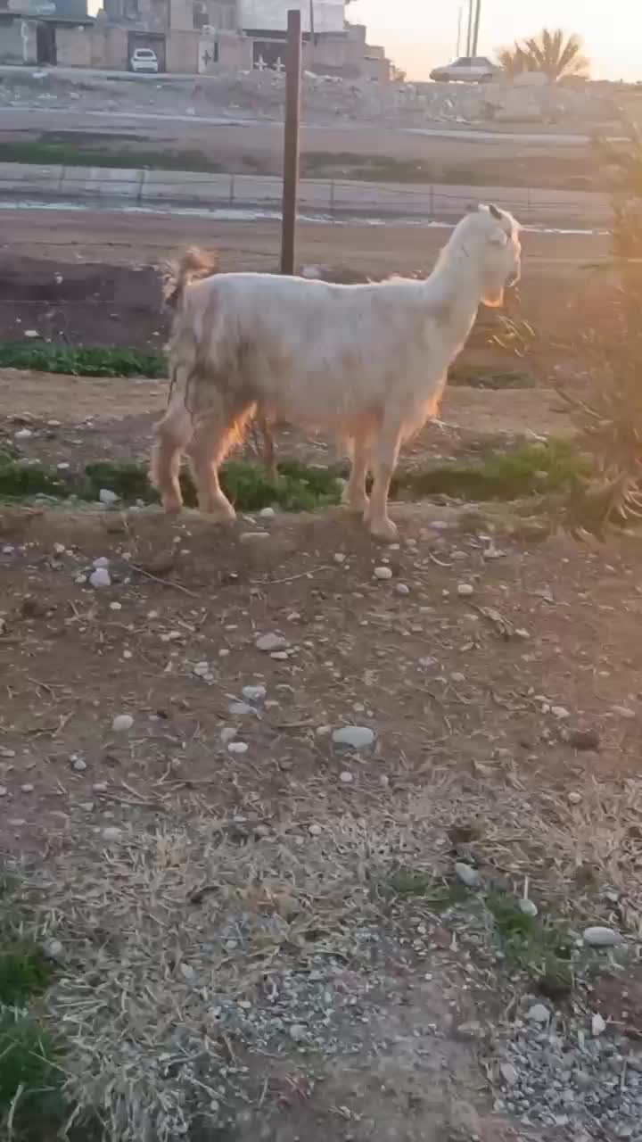 بز و بیگ|حیوانات مزرعه|دزفول, |دیوار