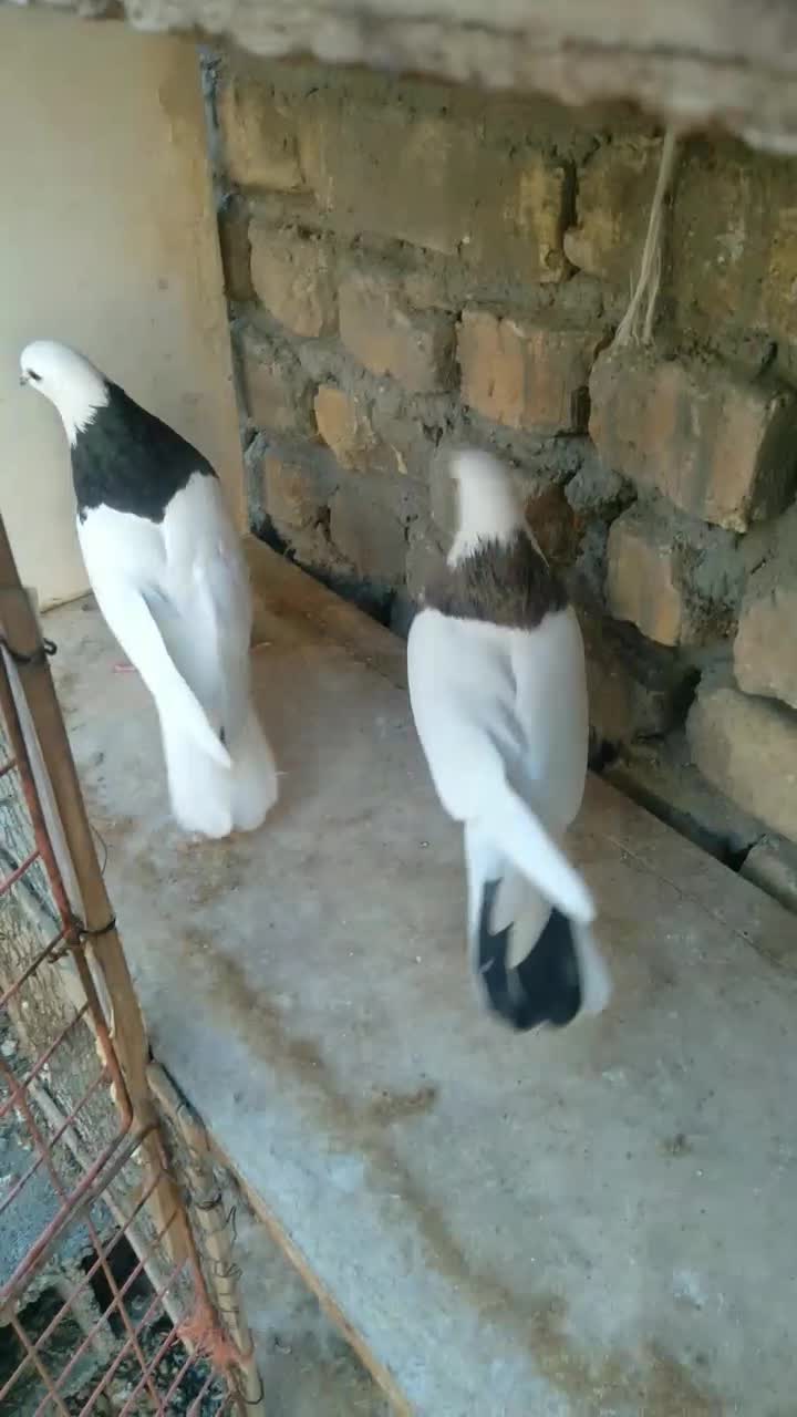 طوقی .|پرنده|اصفهان, زیار|دیوار