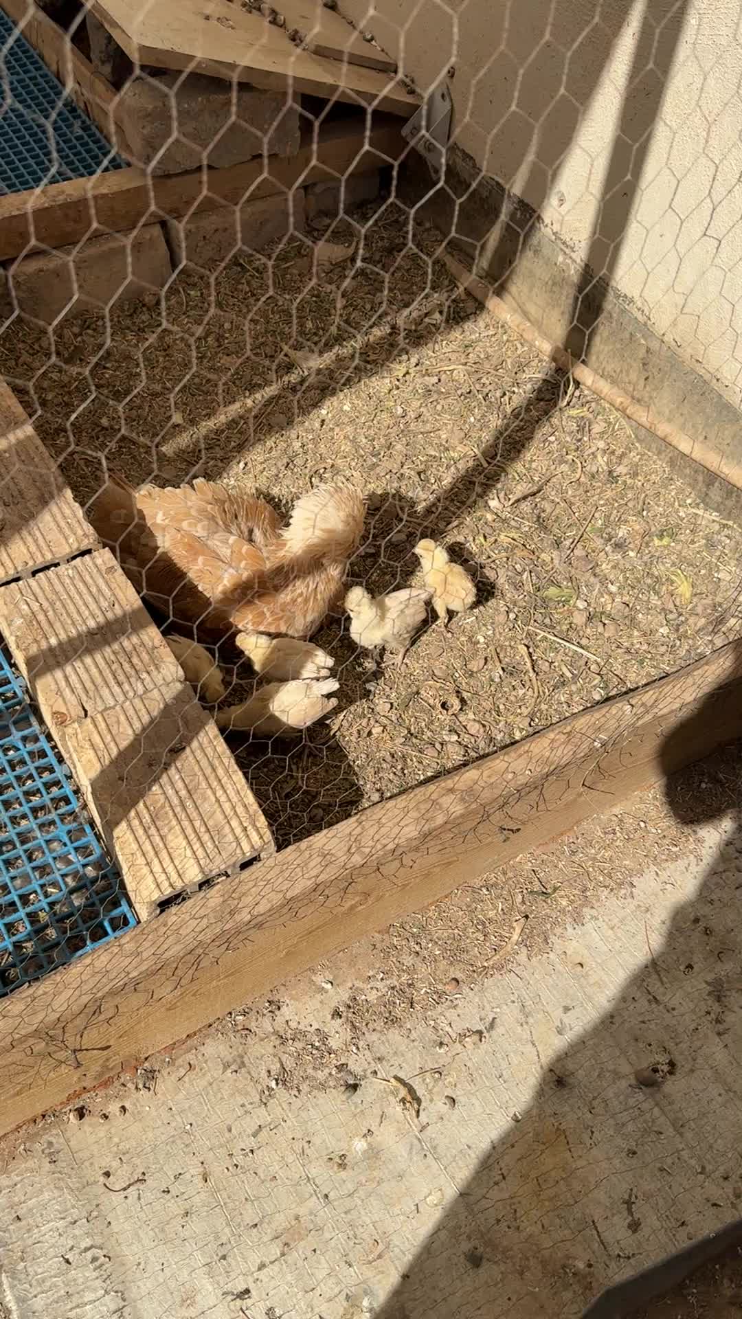 مرغ خروس با جوجه پولند|حیوانات مزرعه|قم, انسجام|دیوار