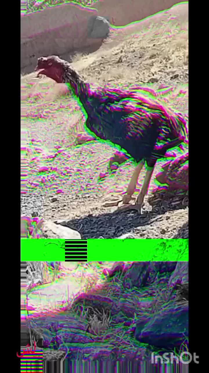 خروس|حیوانات مزرعه|خوی, |دیوار