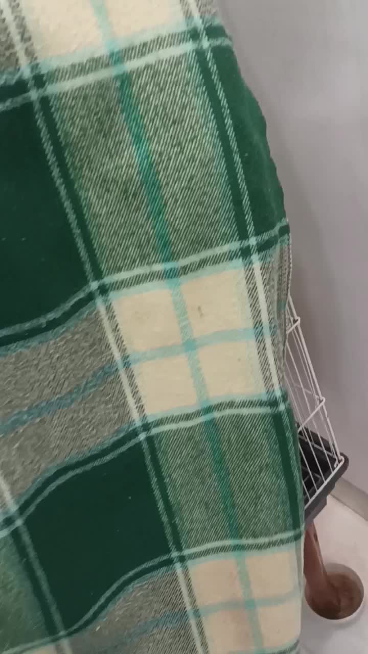 یک جفت عروس هلندی شوخ و بخون|پرنده|بافق, |دیوار