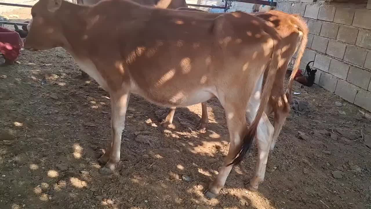 گاو با گوساله ابستن|حیوانات مزرعه|شادگان, |دیوار