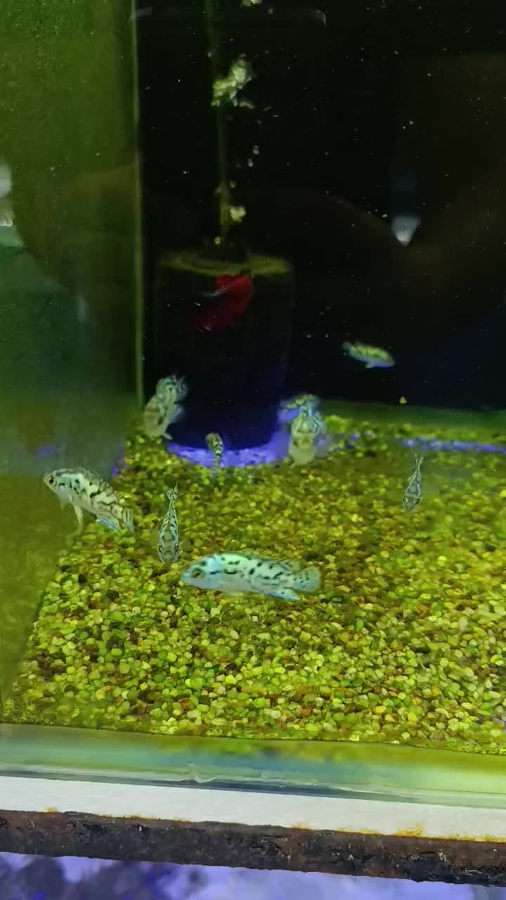 بلو جک دمسی|ماهی|فردیس, قریشی|دیوار