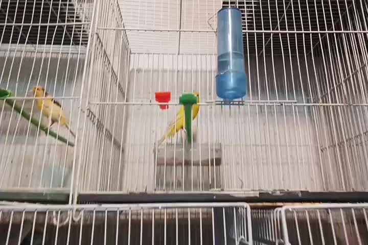 قناری کشیده بلند و رسمی|پرنده|مشهد, سرافرازان|دیوار