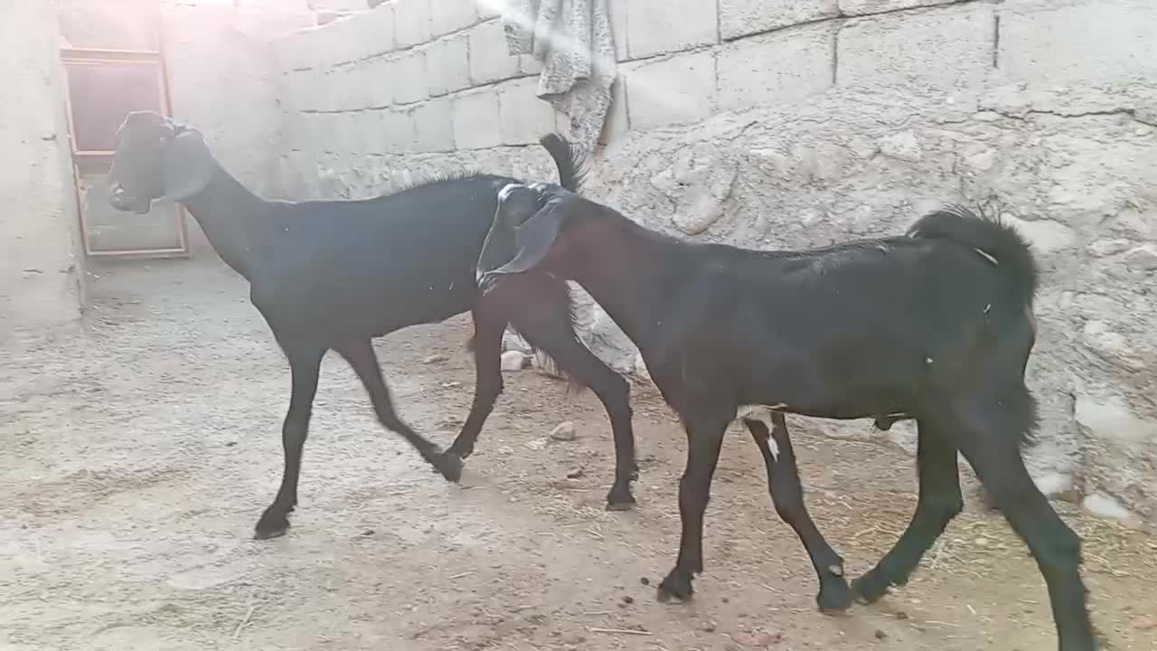 بز جوان با کهره نر بزرگ اطراف رویدر|حیوانات مزرعه|رویدر, |دیوار