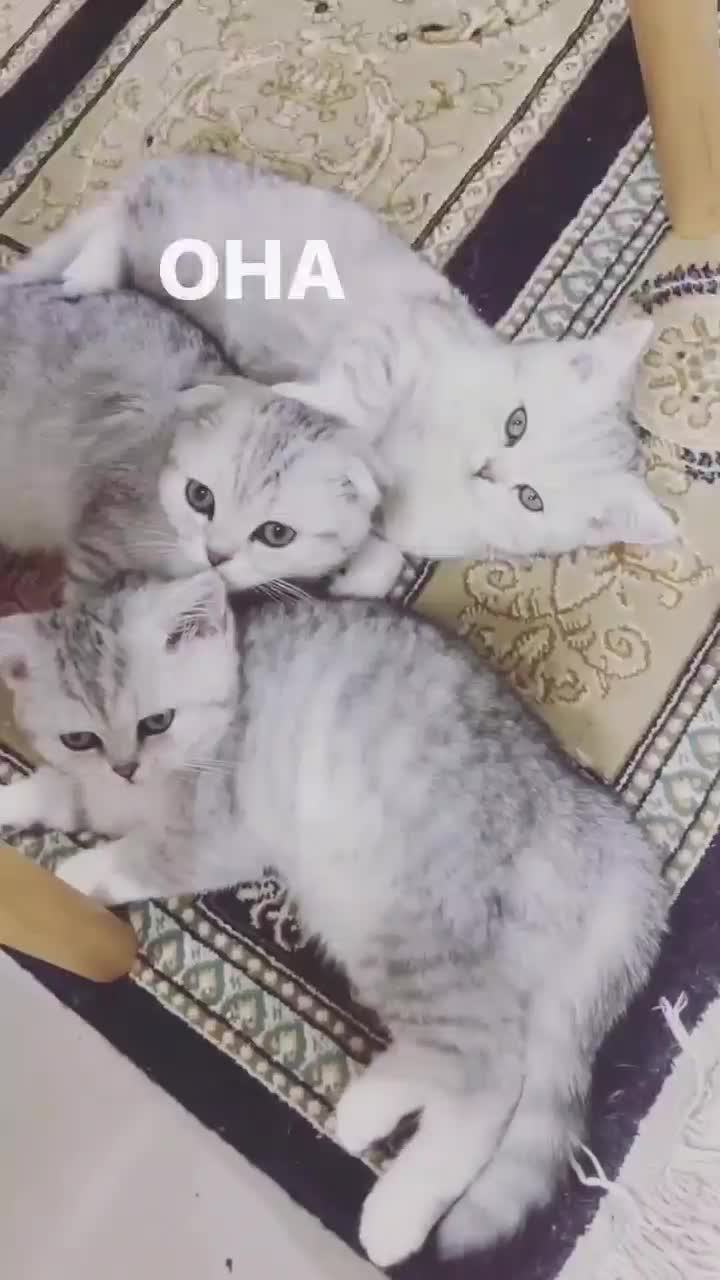 گربه اسکاتیش و بریتیش مجموعه کت سیتی|گربه|مشهد, الهیه|دیوار