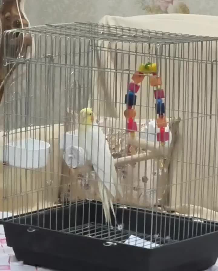 فروش عروس هلندی|پرنده|کرج, کوی کارمندان جنوبی|دیوار