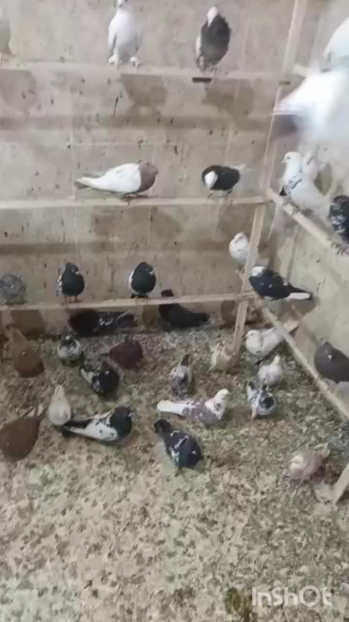 کبوتر رنگی با تهرانی|پرنده|ایلام, |دیوار