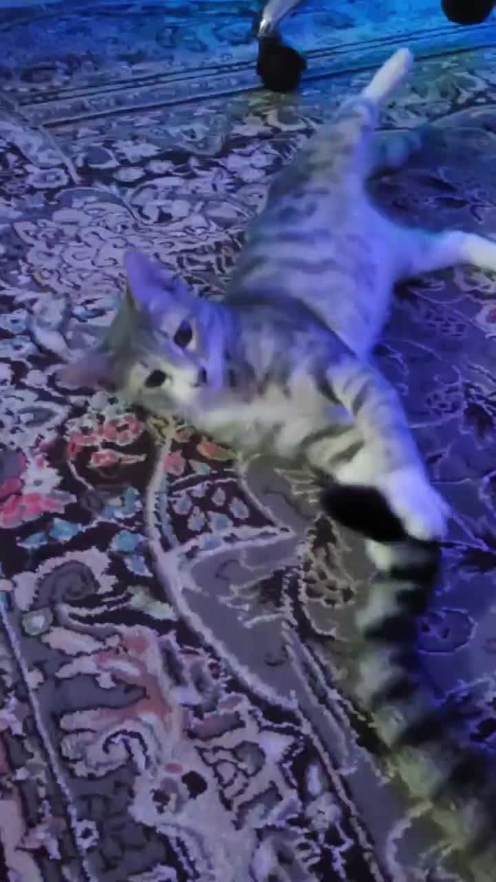 گربه نر سه ماهه|گربه|رشت, نظری|دیوار