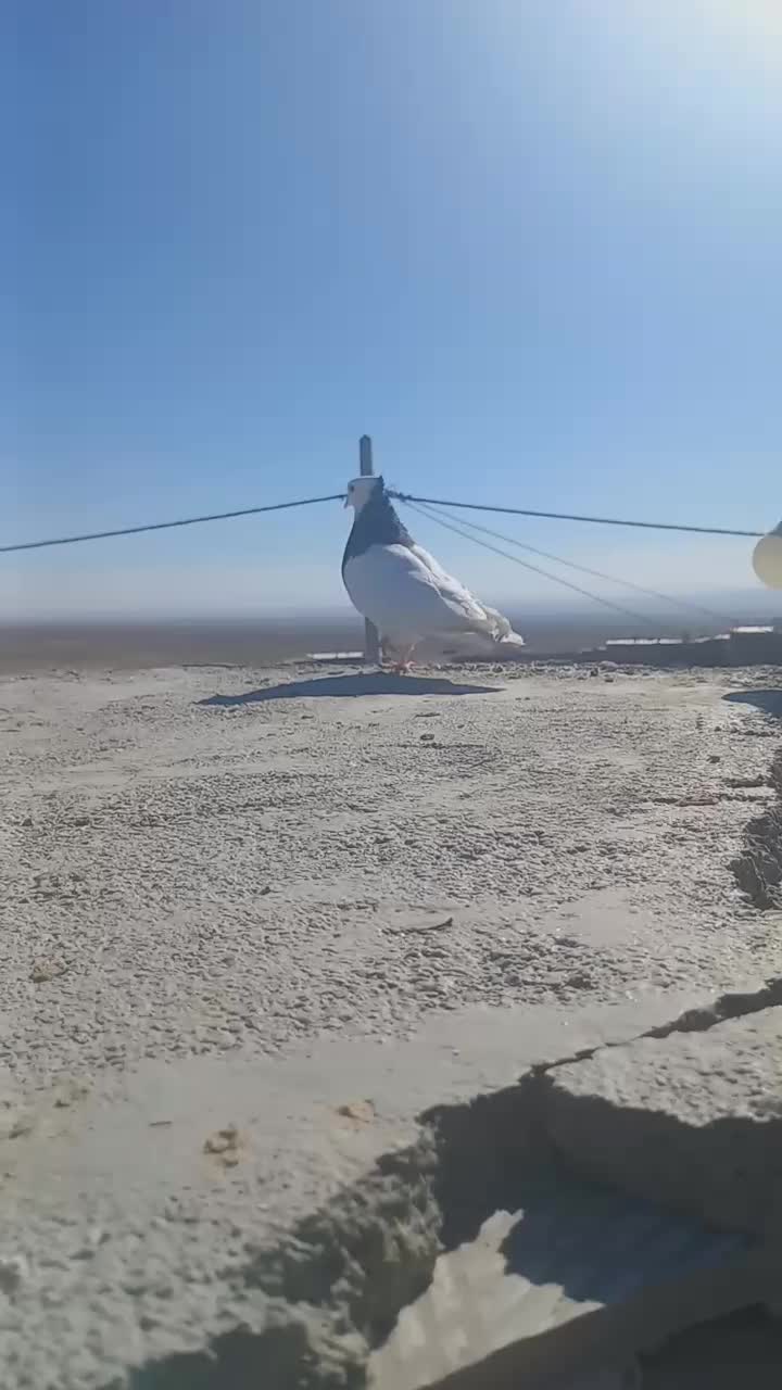 کفتر یا کبوتر|پرنده|سبزوار, رباط|دیوار