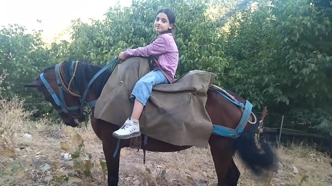 مادیون یورغه|اسب و تجهیزات اسبسواری|پیرانشهر, |دیوار