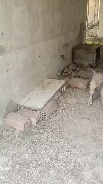 واگذاری سگ سراب با هزینه|سگ|رشت, کوی مهر|دیوار