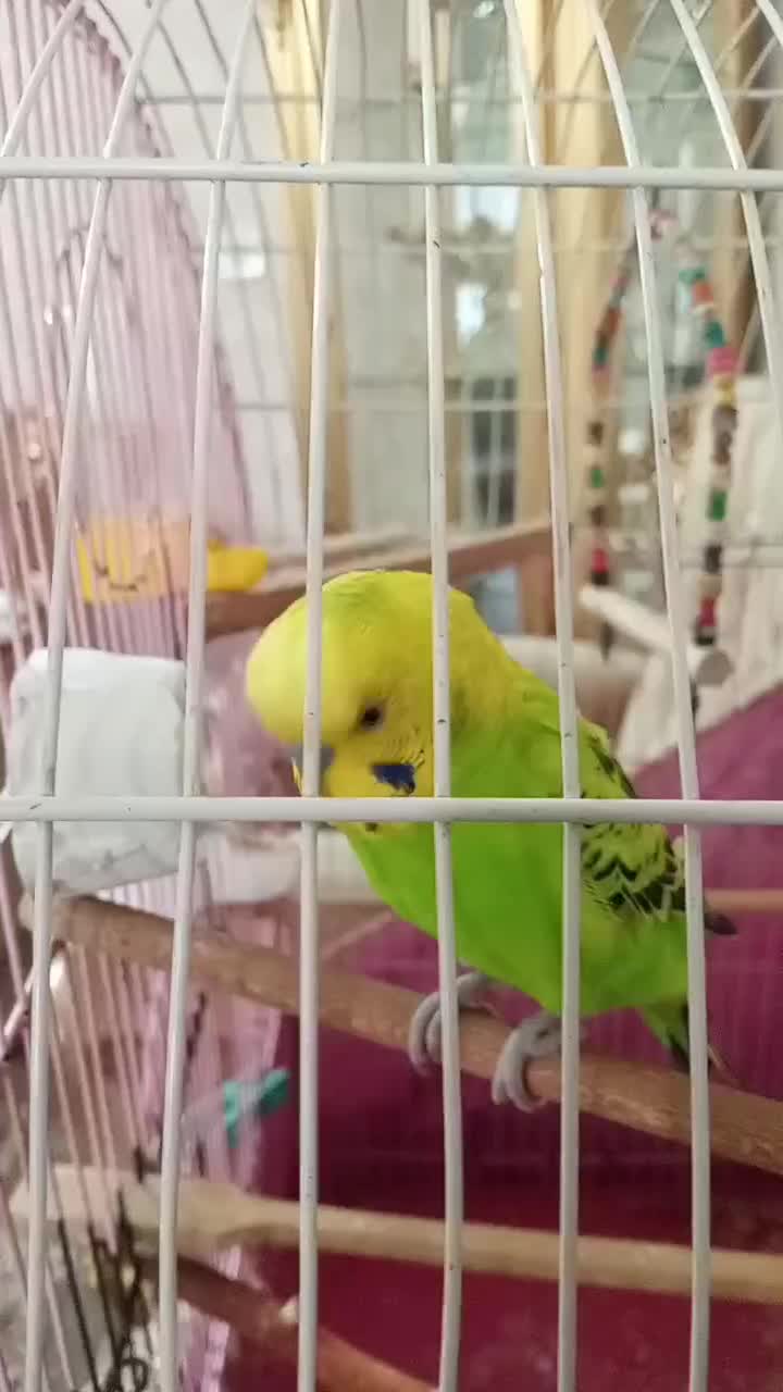 فروش مرغ عشق سخنگو|پرنده|اسلامشهر, صادقیه|دیوار