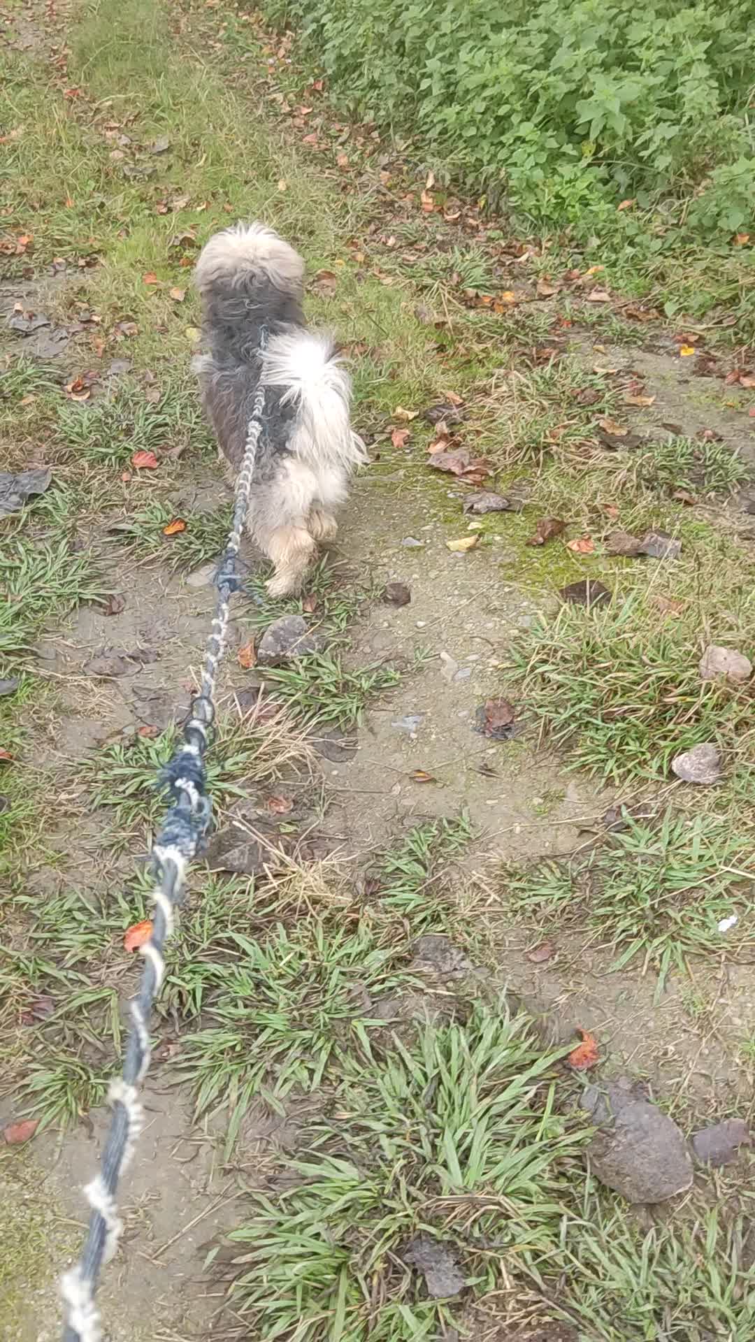 توله سگ شینزو|سگ|صومعه‌سرا, |دیوار