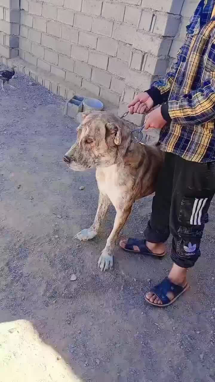 سگ ماده|سگ|گناباد, |دیوار