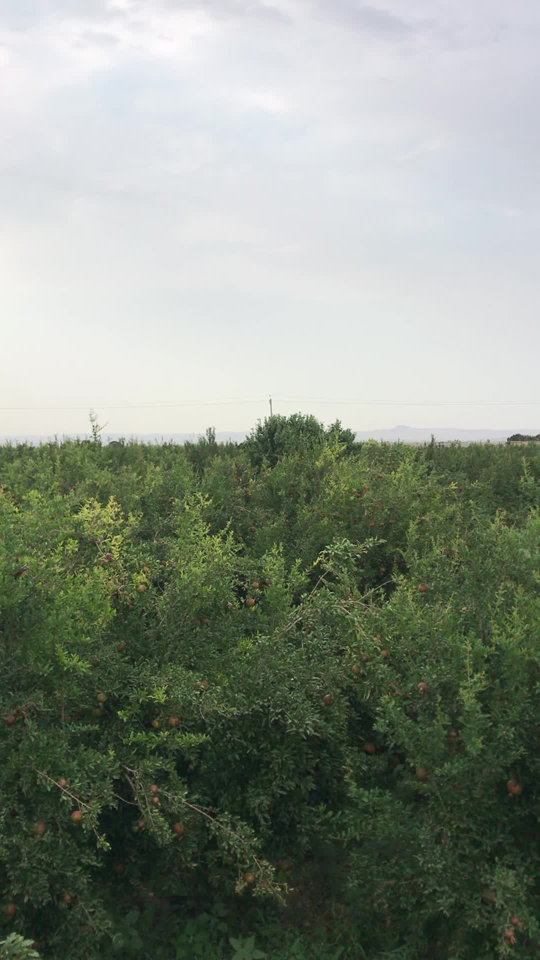 باغ روستای دالستان جاده قدیم ساوه سلفچگان|فروش خانه و ویلا|قم, آزادگان|دیوار