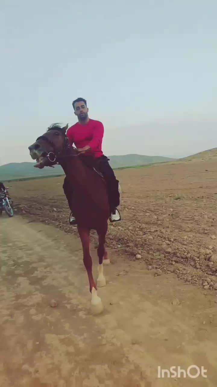 اسب جواب سرعتی باری آرام بشرط|اسب و تجهیزات اسب‌سواری|کلاله, |دیوار