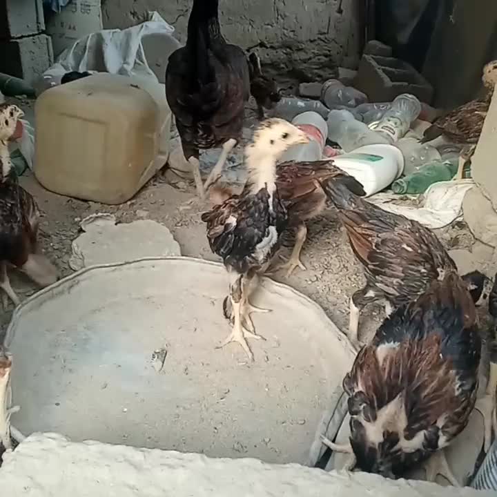 جوجه مرغ|حیوانات مزرعه|خمک, |دیوار