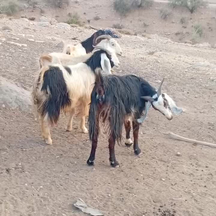 ۱۳عدد دوبر دقولو زا ...توافقی|حیوانات مزرعه|سیدان, |دیوار