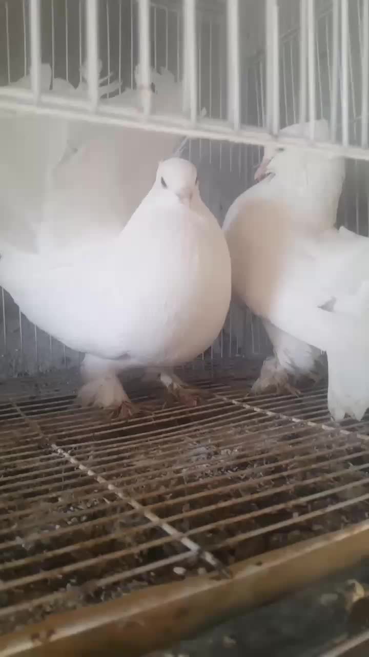 کبوتر زینتی|پرنده|تهران, پارک شهر|دیوار