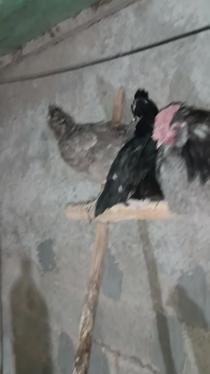 مرغ و خروس گلین فول|حیوانات مزرعه|نیریز, |دیوار