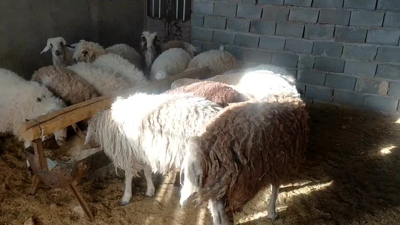 ۲۰تا بره ۴ماده ۱۶نر قیمت کیلو ۳۴۰ تکی فروش دارم|حیوانات مزرعه|نیمبلوک, |دیوار