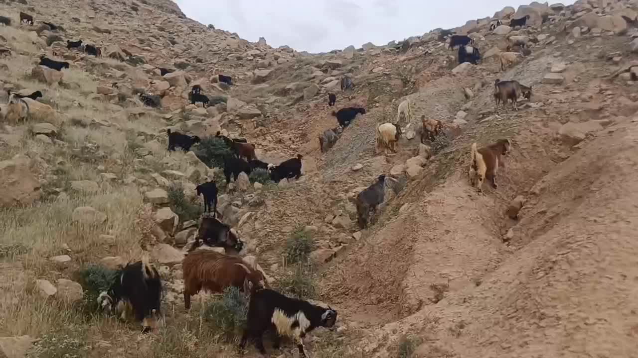 گله بز|حیوانات مزرعه|اهواز, ۲۴ متری|دیوار