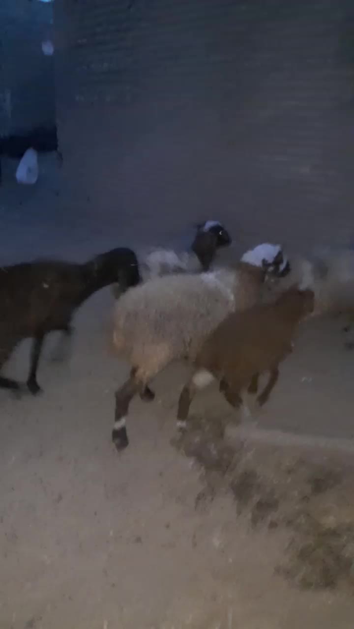 یک جفت میش و بره ماده|حیوانات مزرعه|قائن, |دیوار