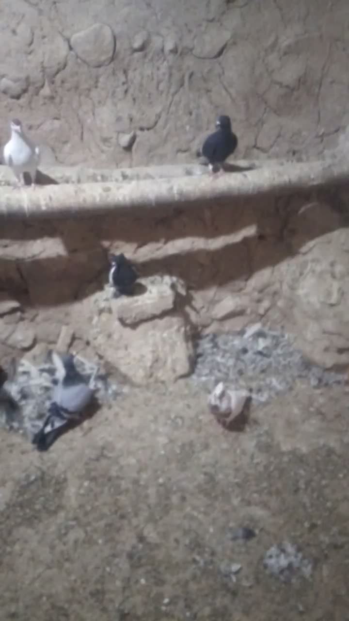 کبوتر|پرنده|شیروان (خراسان), |دیوار
