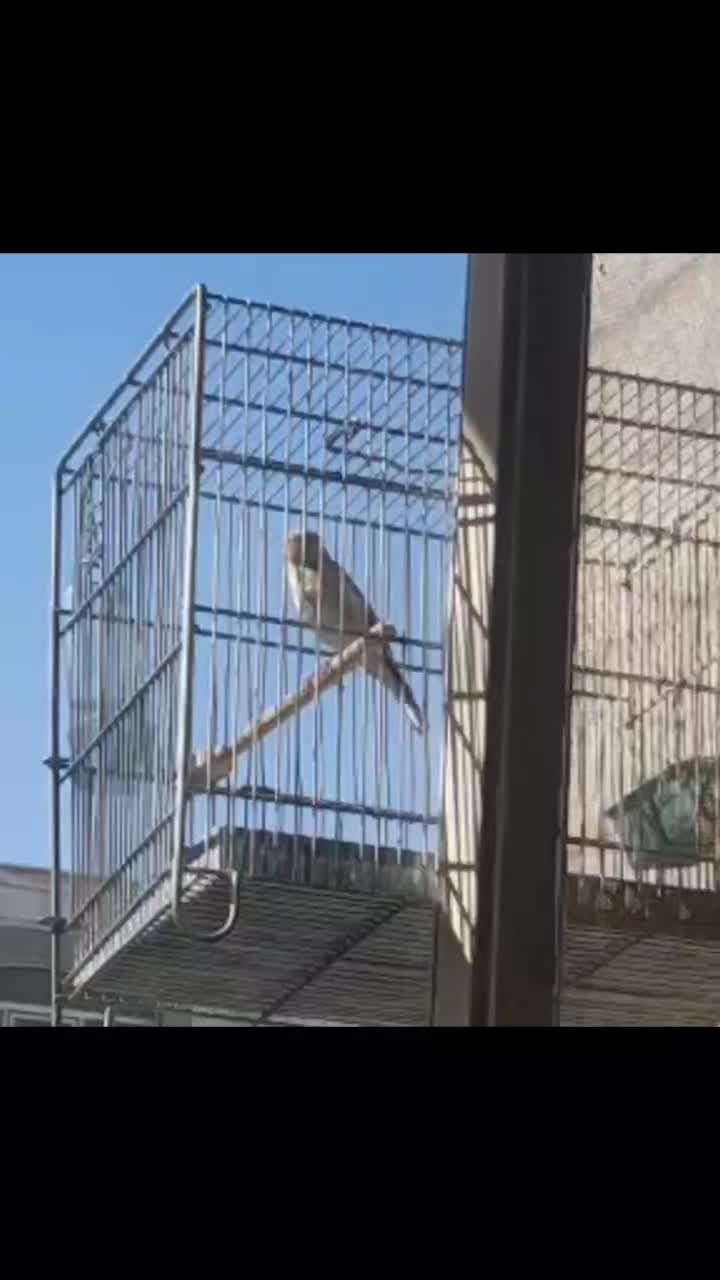 سهره نر جوجه قفس نوک و پاها سفید سفید بافلیم|پرنده|تبریز, |دیوار