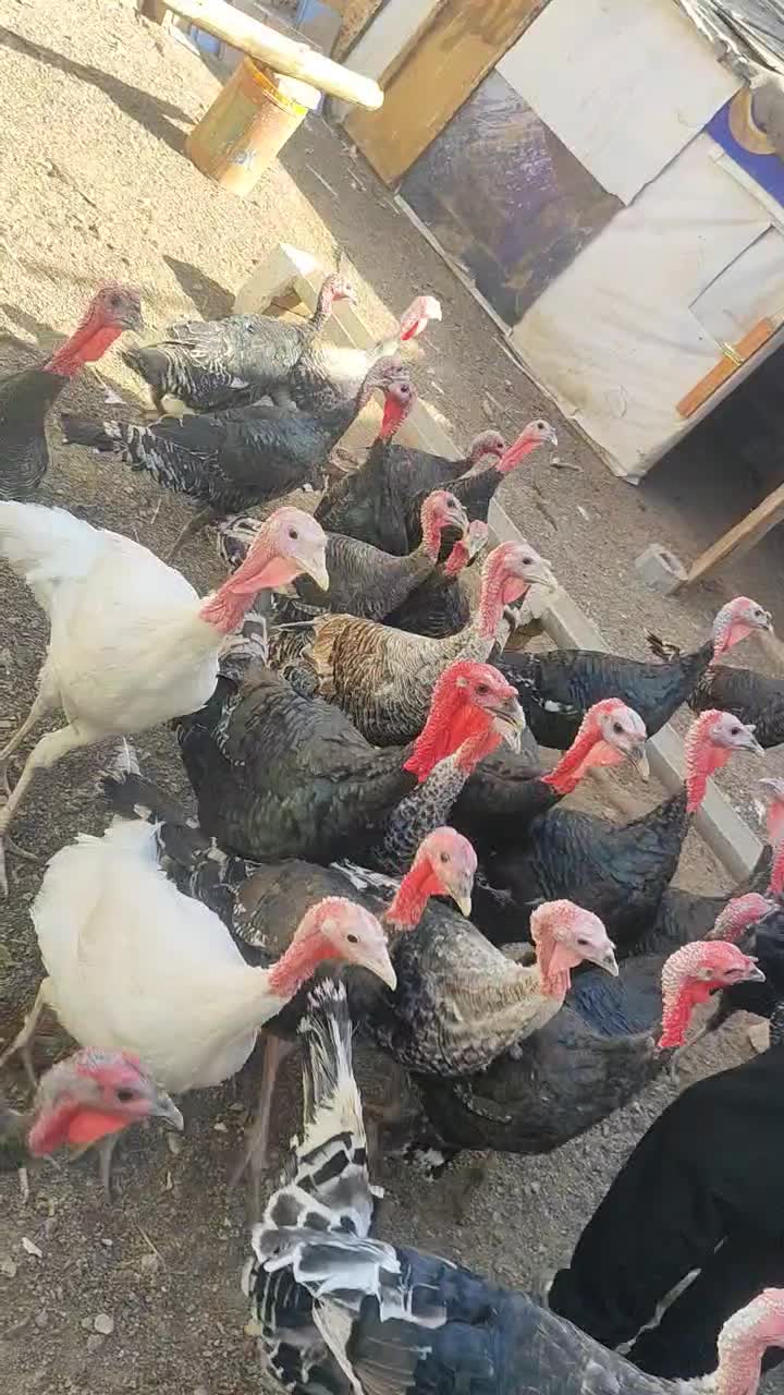 بوقلمون|حیوانات مزرعه|تربت جام, کشتارگاه|دیوار