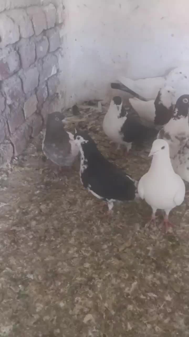 کفتر|پرنده|چناران, |دیوار