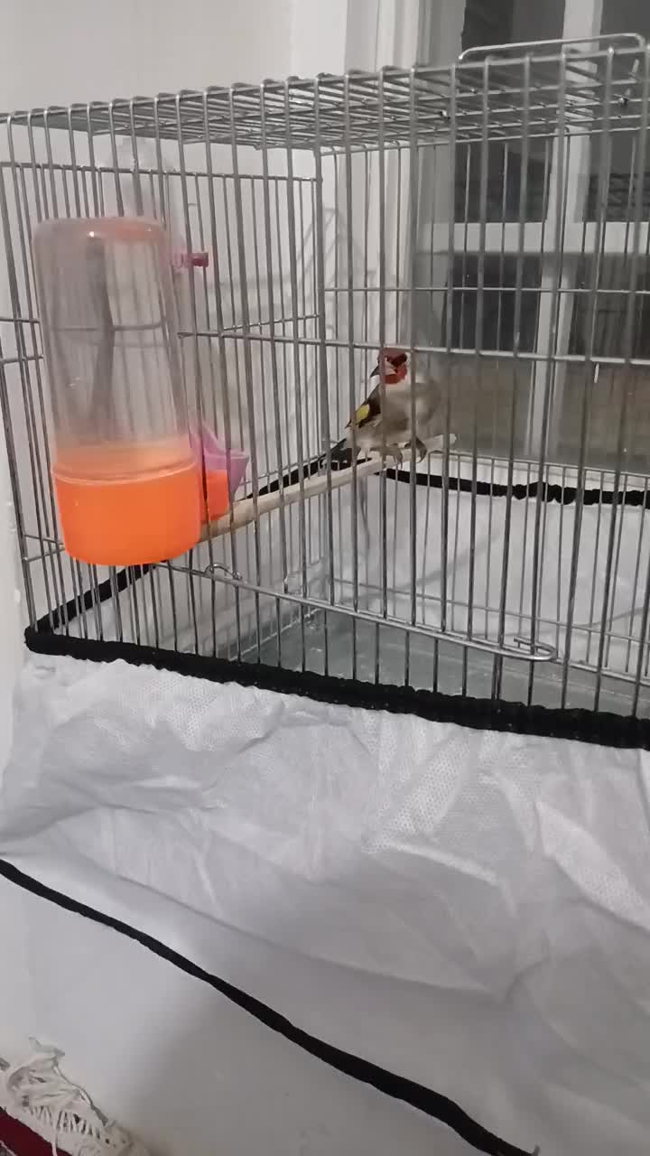 سهر گوش سفید بافتی|پرنده|کرمان, |دیوار