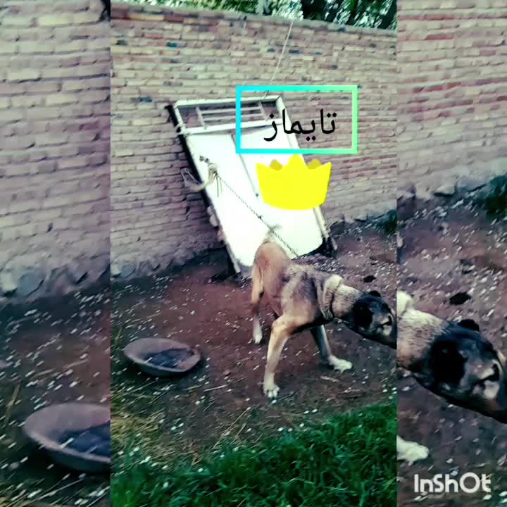 سگ تایماز|سگ|سراب, |دیوار