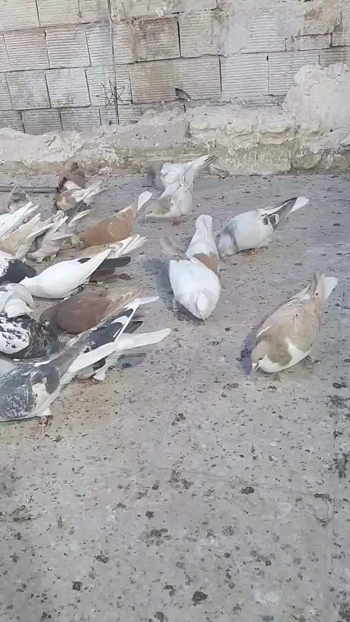 کفتر|پرنده|سبزوار, جوادیه شرقی|دیوار