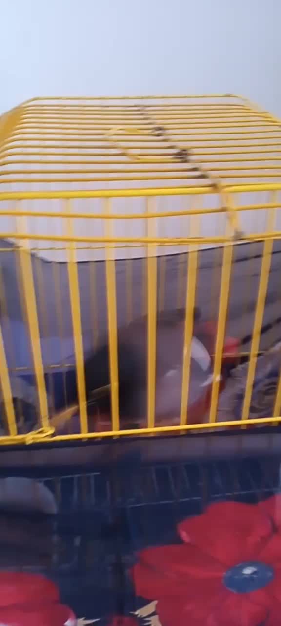 مرغ مینا|پرنده|خزل, |دیوار