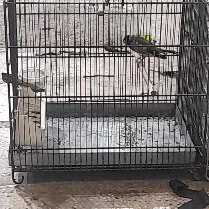 سهره مست|پرنده|شهر ری, امین آباد|دیوار