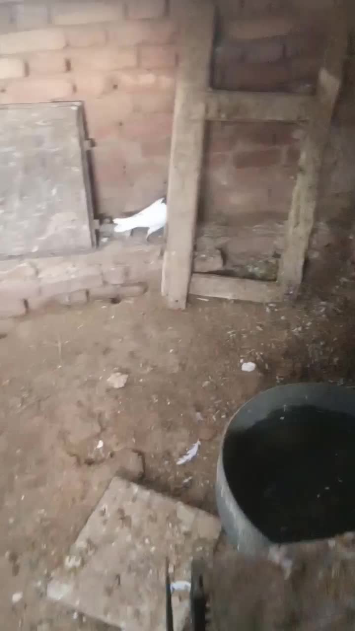 کفتر فروشی|پرنده|سرایان, |دیوار